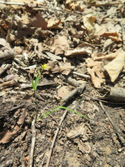 Gagea hiensis
