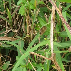 Brakefieldia perspicua