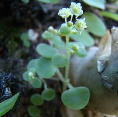 Crassula nemorosa