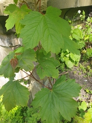 Acer pseudoplatanus