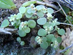 Crassula nemorosa