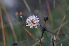 Borya septentrionalis