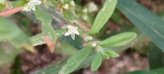 Polygonum plebeium