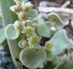 Crassula nemorosa