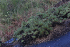 Borya septentrionalis