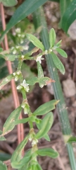 Polygonum plebeium