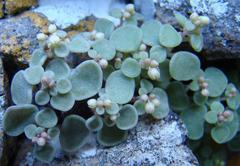 Crassula nemorosa