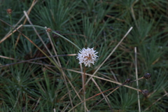 Borya septentrionalis