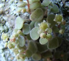 Crassula nemorosa