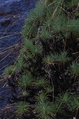 Borya septentrionalis