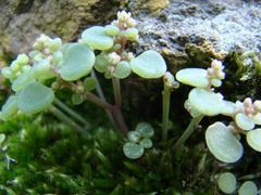 Crassula nemorosa