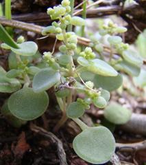 Crassula nemorosa
