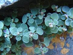 Crassula nemorosa