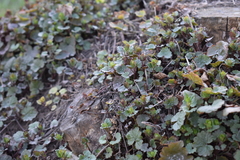 Glechoma hederacea