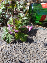 Geranium robertianum
