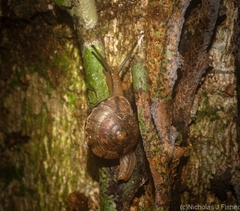 Nitor pudibundus