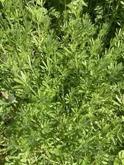 Galium aparine