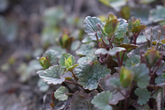 Glechoma hederacea