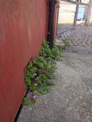 Geranium robertianum
