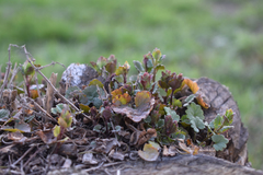 Glechoma hederacea