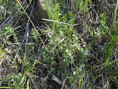 Galium platygalium