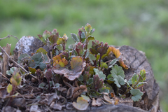 Glechoma hederacea