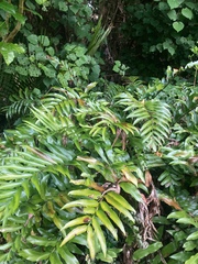 Asplenium oblongifolium
