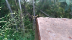 Hierodula patellifera