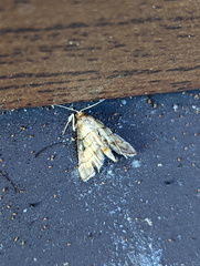 Cnaphalocrocis bilinealis