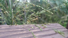 Hierodula patellifera