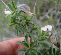 Wiborgia tenuifolia
