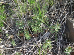 Galium platygalium