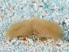 Acromegalomma vesiculosum