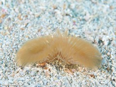 Acromegalomma vesiculosum