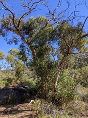 Eucalyptus wandoo