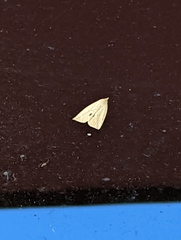 Synolulis