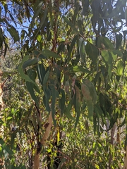 Eucalyptus wandoo