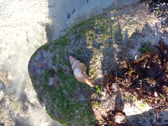 Africofusus ocelliferus