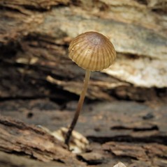Mycena cystidiosa