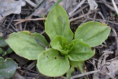 Plantago major