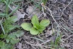 Plantago major