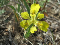 Iris mandshurica