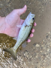 Micropterus haiaka