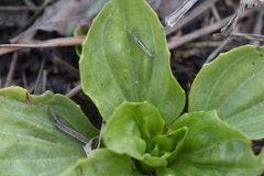 Plantago major
