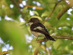 Ficedula hypoleuca