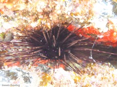 Centrostephanus longispinus