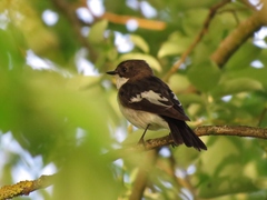 Ficedula hypoleuca