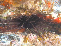 Centrostephanus longispinus