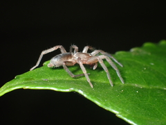 Hypodrassodes maoricus