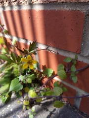 Geum urbanum